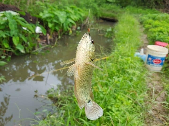 Bí quyết làm mồi câu cá ao hồ tự nhiên đơn giản tại nhà