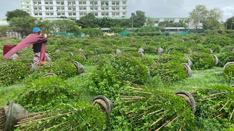 Gió mùa Đông Bắc nước ta có nguồn gốc từ đâu? Có gì khác với các loại gió mùa kia?