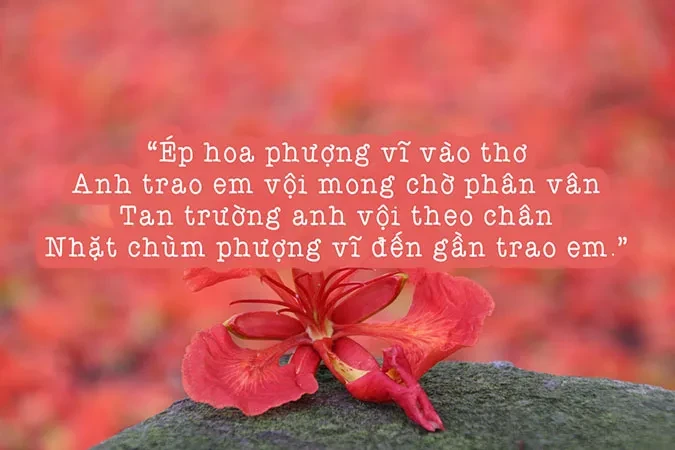 Tuyển tập thơ về mùa hè khiến ta bồi hồi với những ký ức xưa
