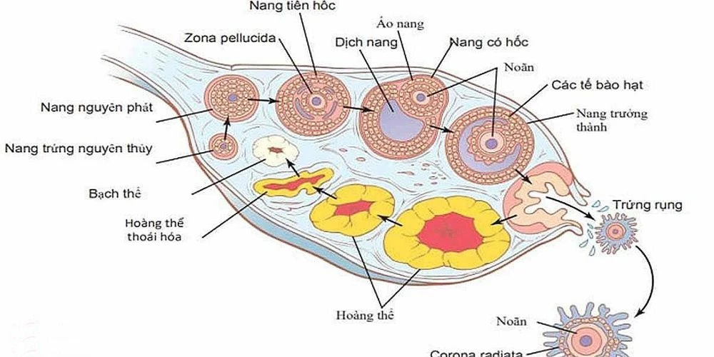 Sau quan hệ bao lâu thì thụ thai?