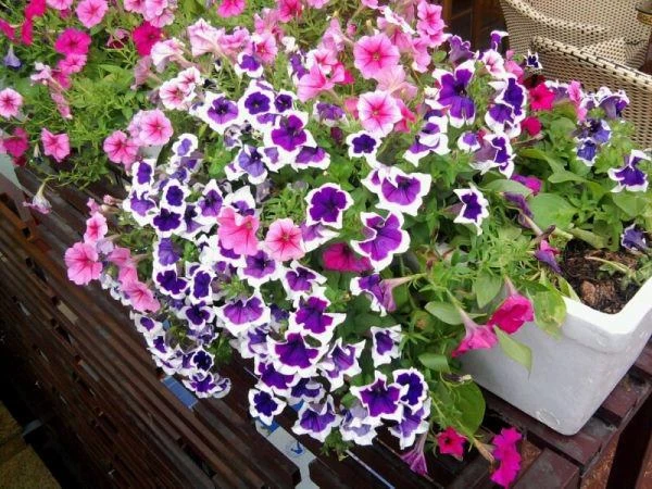10 loài hoa nở đẹp vào mùa hè mà bạn không thể bỏ qua