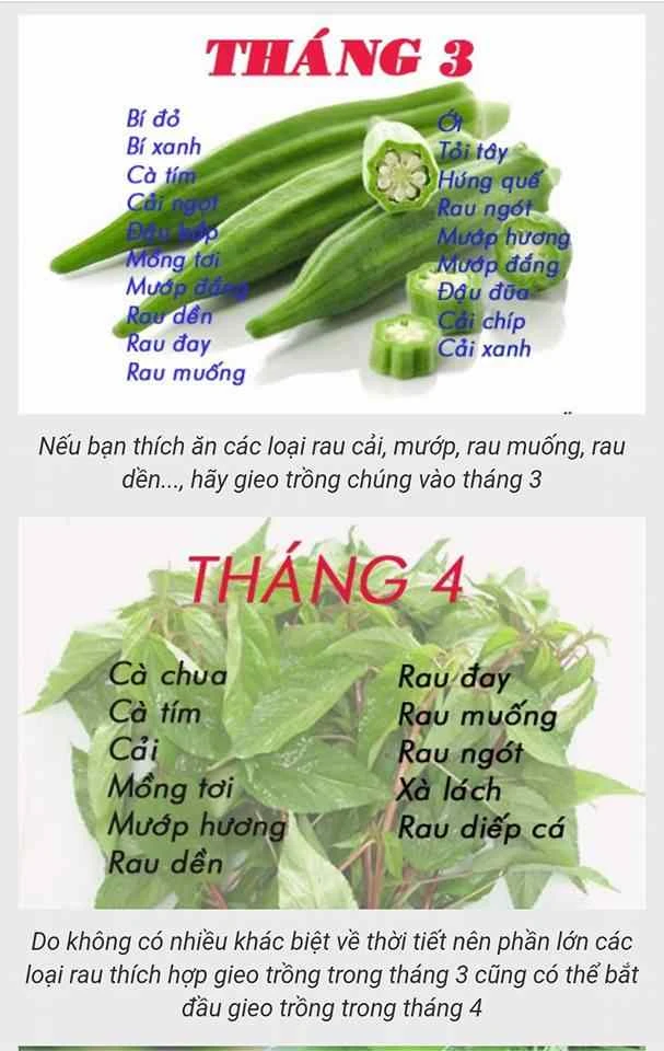 Lịch trồng rau ở Miền Bắc - mùa vụ trồng theo xuân - hạ - thu - đông mới nhất