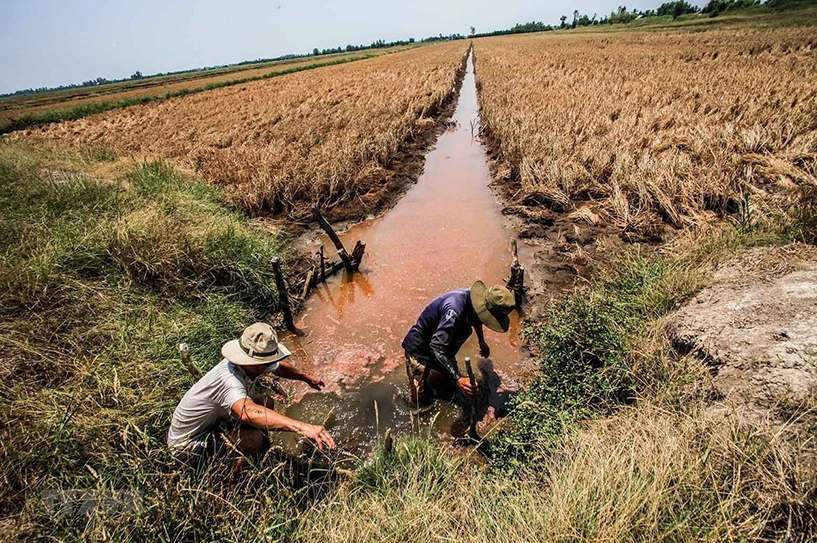 Ngập mặn là gì? Tình hình ngập mặn ở Đồng bằng sông Cửu Long