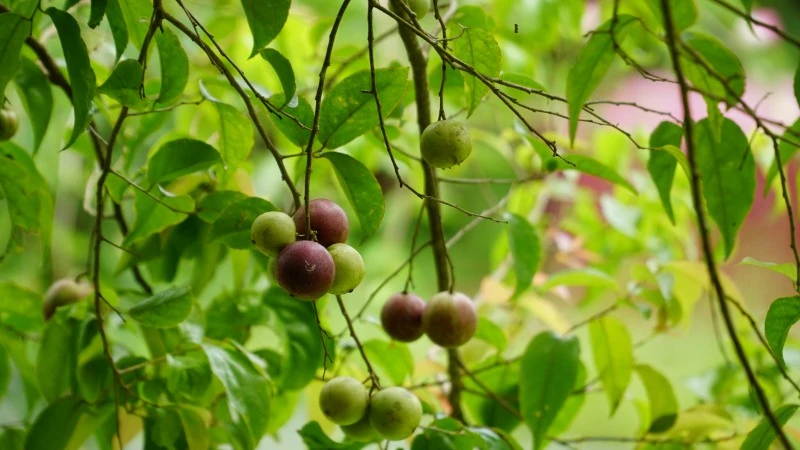 Cây hồng quân: Ý nghĩa phong thuỷ, Trồng và Chăm Sóc Cây