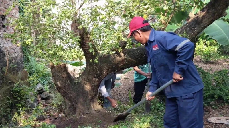 Cây hồng quân: Ý nghĩa phong thuỷ, Trồng và Chăm Sóc Cây