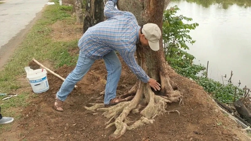 Cây hồng quân: Ý nghĩa phong thuỷ, Trồng và Chăm Sóc Cây