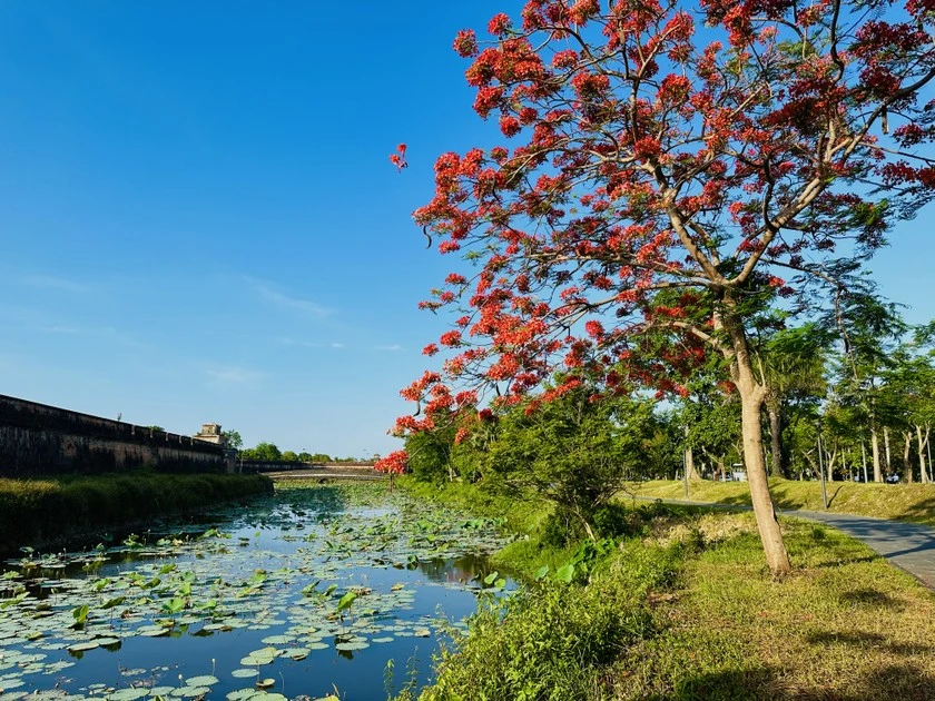 Hè về, phượng hồng khoe sắc khắp trời Cố đô