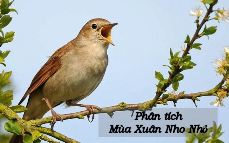 Lập dàn ý phân tích bài Mùa xuân nho nhỏ (từng khổ thơ) hay nhất