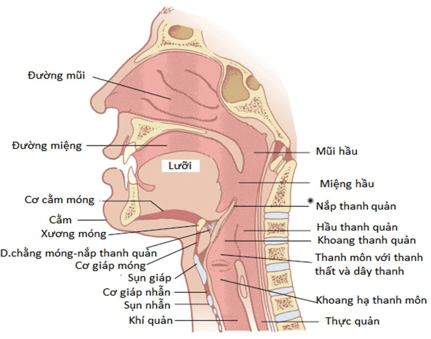 Kỹ Thuật Đặt Nội Khí Quản Cấp Cứu