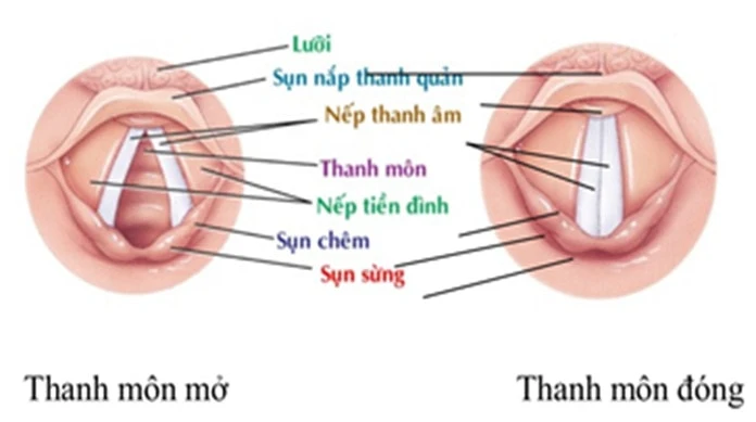 Kỹ Thuật Đặt Nội Khí Quản Cấp Cứu