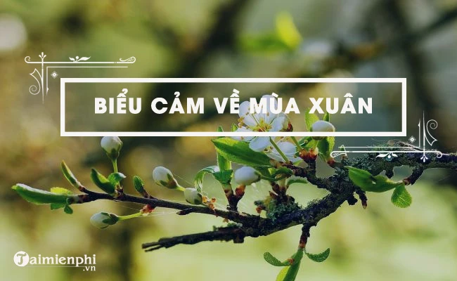 Biểu cảm về mùa xuân, top bài văn hay nhất kèm dàn ý