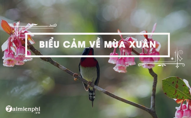 Biểu cảm về mùa xuân, top bài văn hay nhất kèm dàn ý