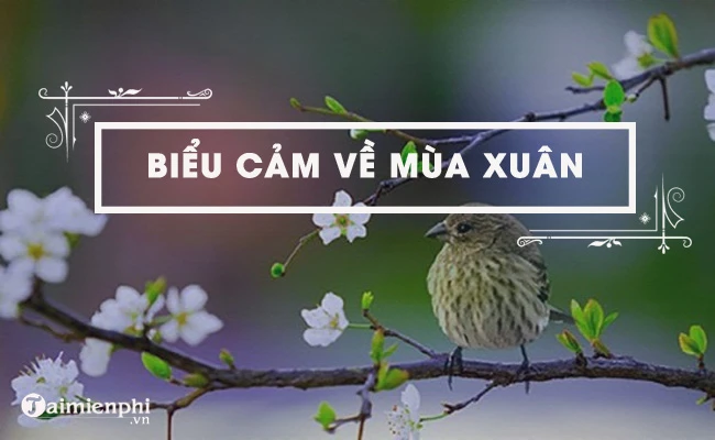 Biểu cảm về mùa xuân, top bài văn hay nhất kèm dàn ý