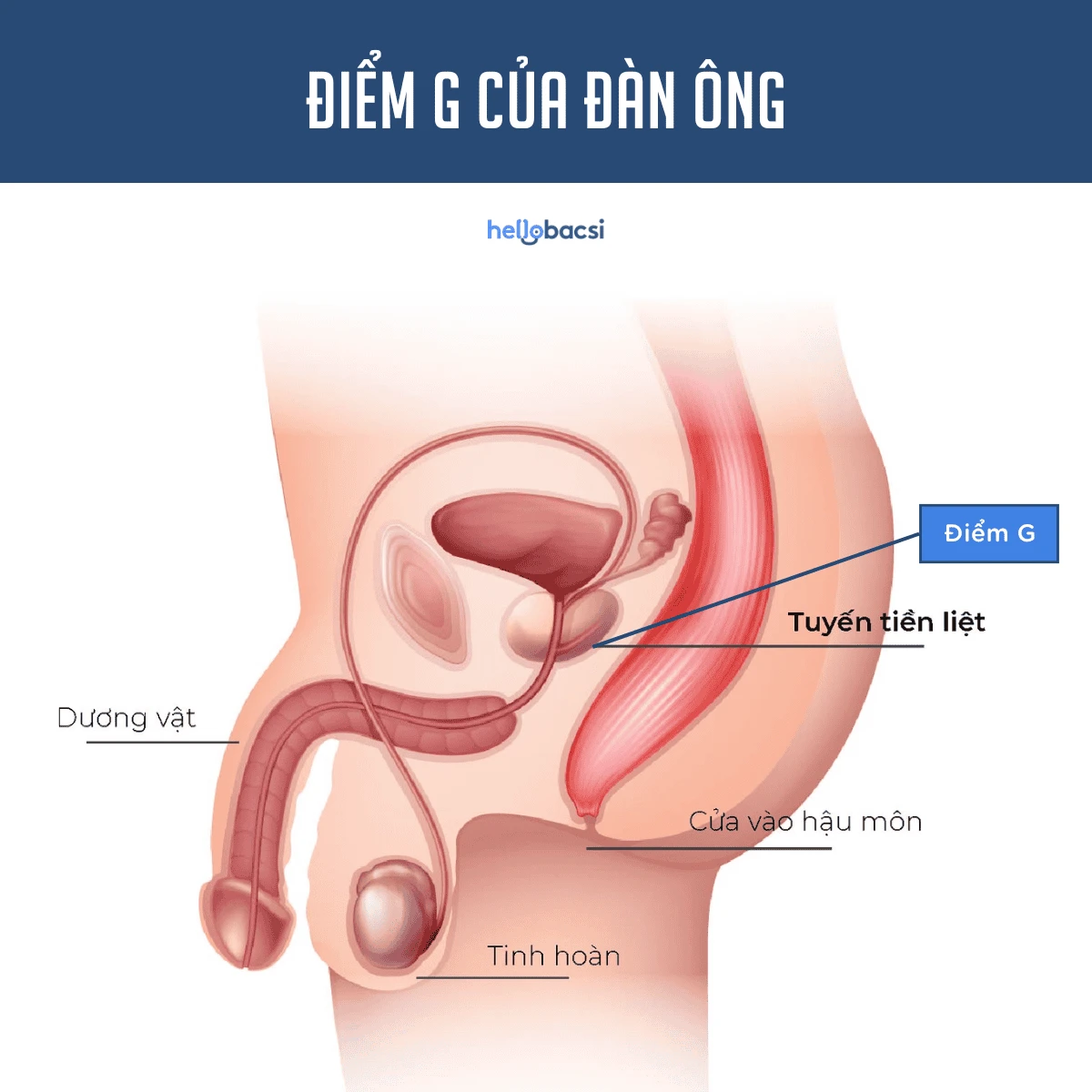 Điểm G là gì? Cách tìm điểm G của phụ nữ và đàn ông