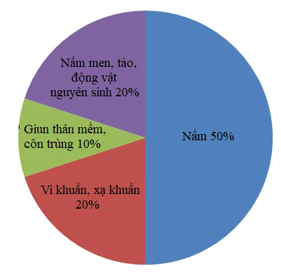 VAI TRÒ CỦA VI SINH VẬT ĐỐI VỚI ĐẤT VÀ CÂY TRỒNG LÀ GÌ?