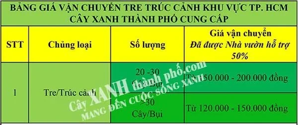 Cây trúc kiểng - Trúc quan âm - CÔNG TY CP CÂY XANH ĐÔ THỊ ĐẠI PHÚC