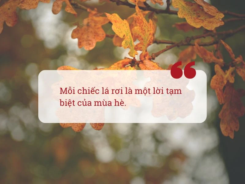 Những câu nói hay về mùa thu - mùa của hoài niệm