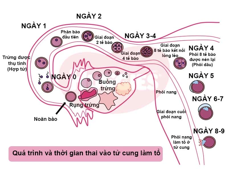 Dấu hiệu thai vào tử cung là gì? Cách nhận biết và thử que thử thai