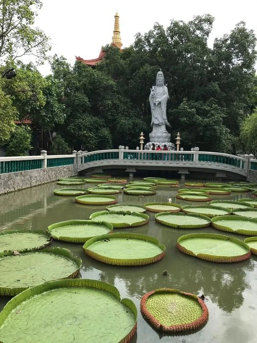 Khám phá chùa Huê Nghiêm: Một trong những cổ tự cổ nhất Sài Gòn