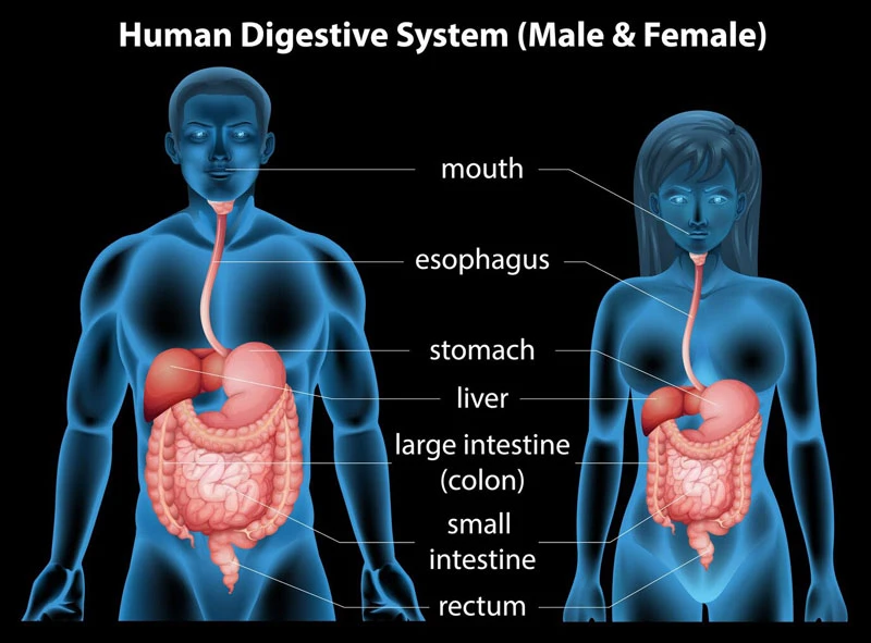 Đau dọc đường đi của thực quản là dấu hiệu của bệnh gì?