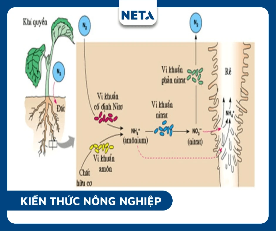 Vai trò của vi sinh vật trong đất đối với canh tác nông nghiệp