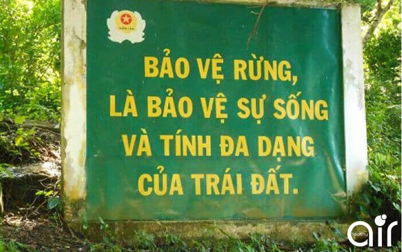 Vì sao chúng ta cần phải bảo vệ rừng? Tầm quan trọng của việc này là gì?