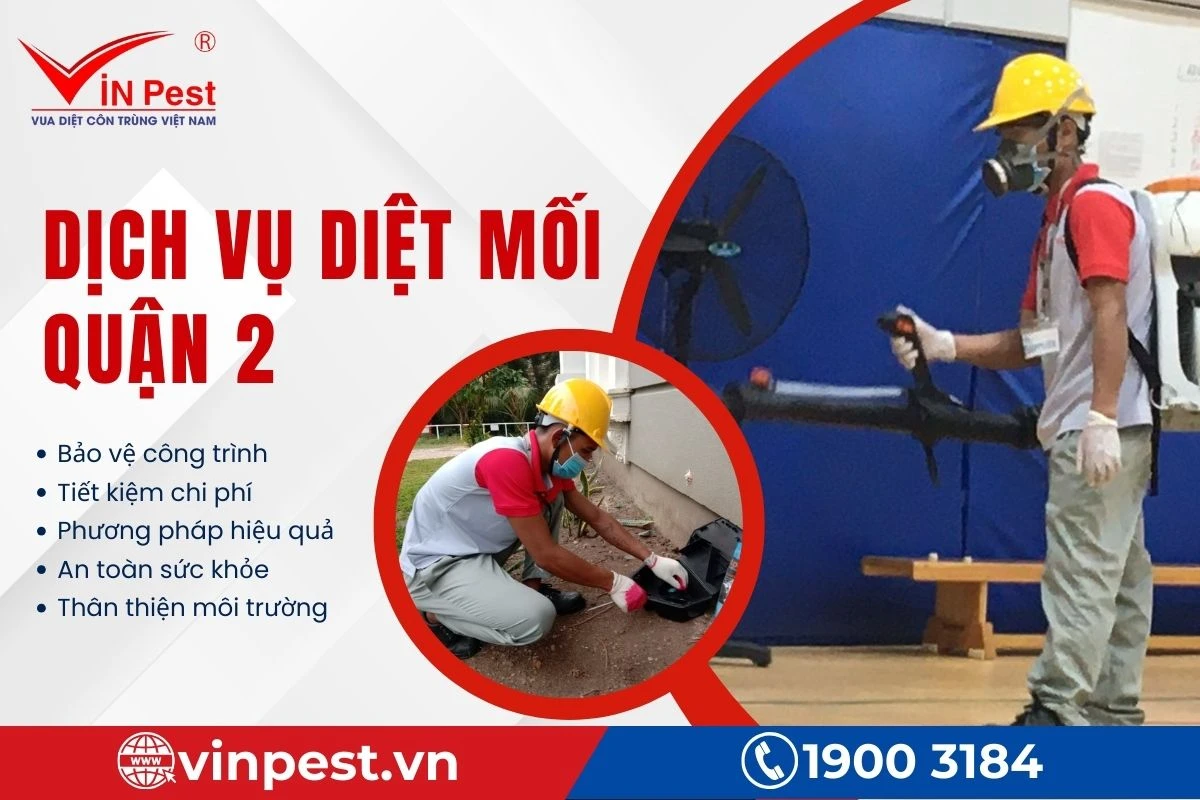 Dịch vụ diệt mối Quận 2 uy tín, chất lượng