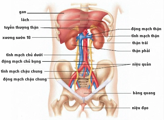 Cơ quan nội tạng người trong vùng bụng trên và dưới