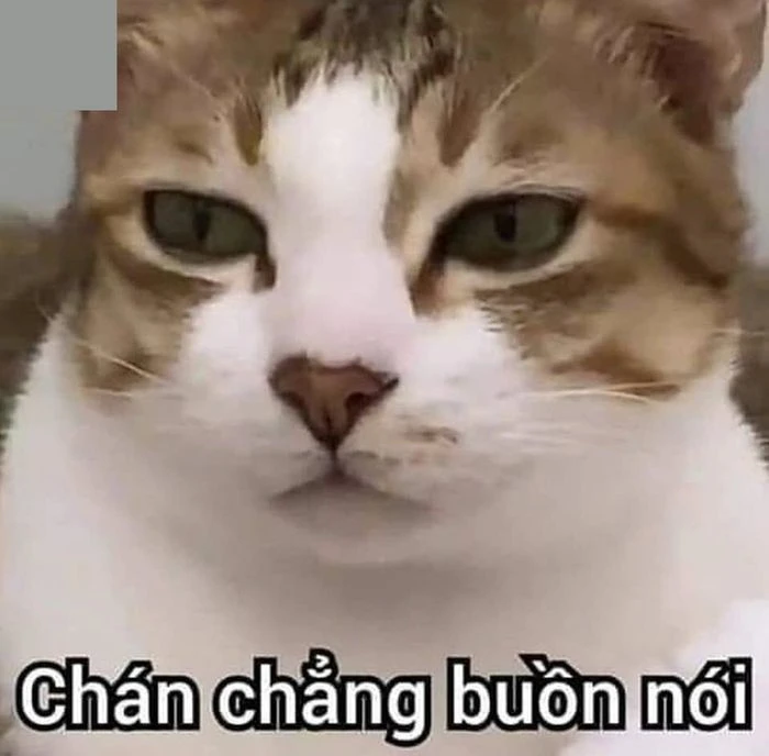 Danh sách meme bất lực vui nhộn