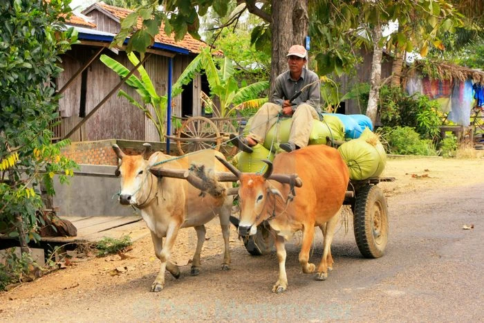 Những bức ảnh tuyệt vời về con bò