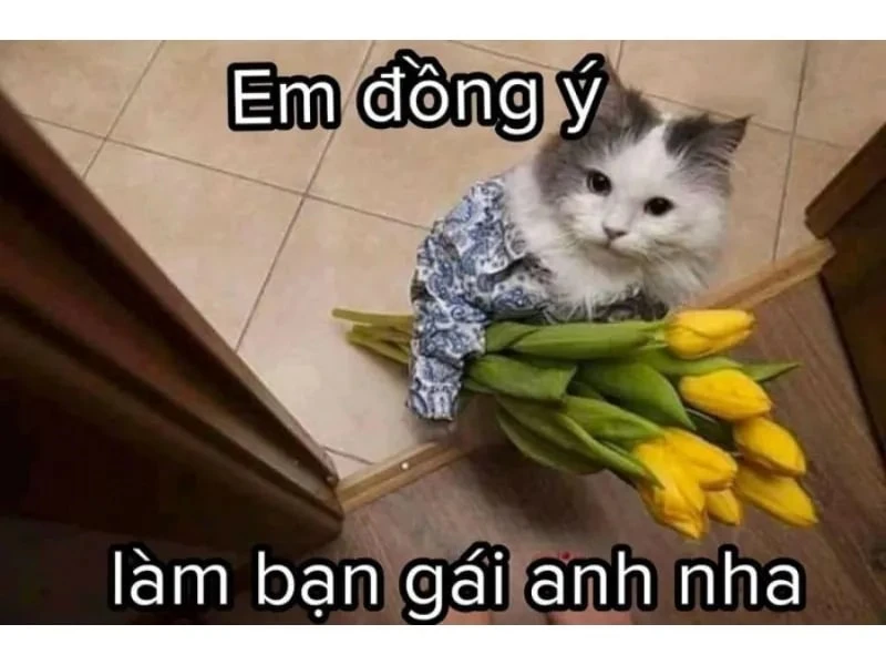 Tổng hợp 101+ ảnh meme mèo bựa, hài hước và đáng yêu nhất