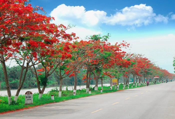 Hình ảnh tuyệt vời về vẻ đẹp của hoa phượng vĩ đỏ thắm