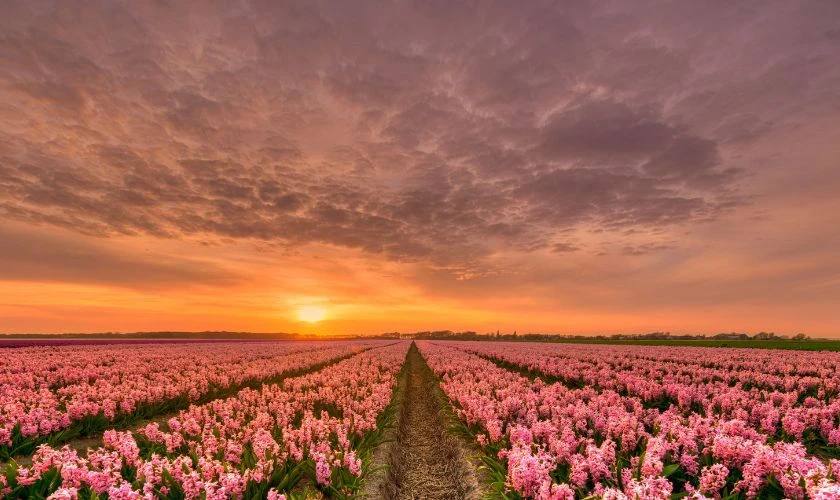 Tải ảnh hoa tulip đẹp nhất cho bộ sưu tập của bạn