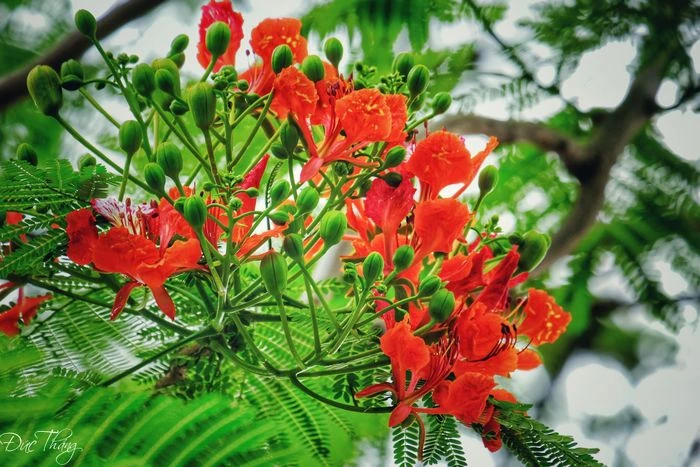 Hình ảnh tuyệt vời về vẻ đẹp của hoa phượng vĩ đỏ thắm