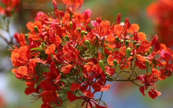 Ý Nghĩa Sâu Sắc Của Hình Ảnh Hoa Phượng
