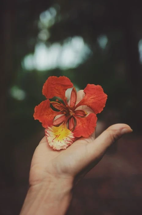 Hình ảnh tuyệt vời về vẻ đẹp của hoa phượng vĩ đỏ thắm