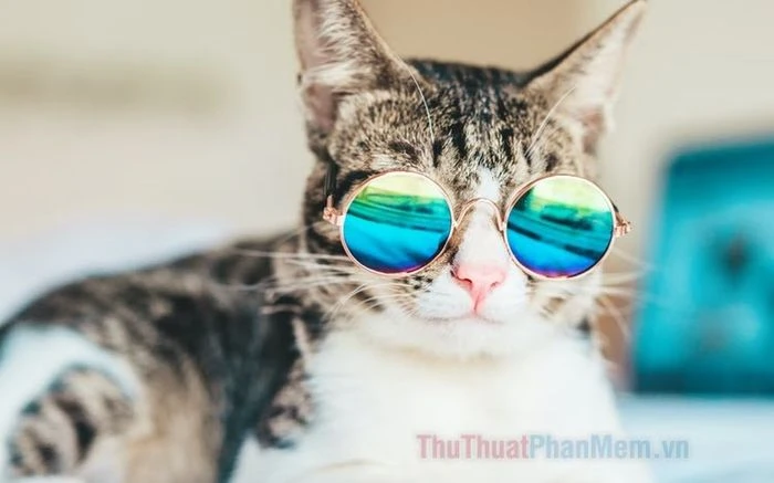 Tải ảnh mèo ngầu và lý do chúng được yêu thích