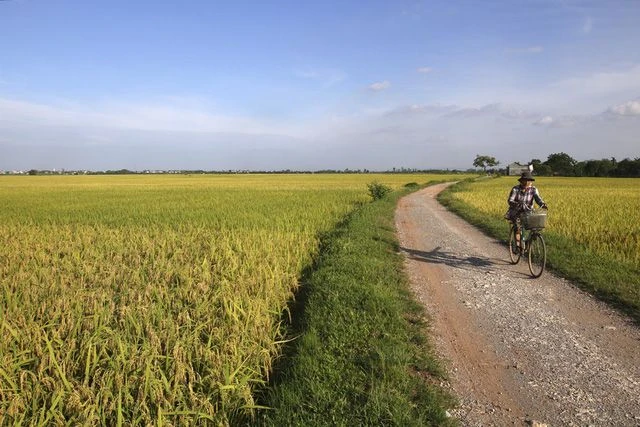 Bức tranh tuyệt vời về vẻ đẹp của cánh đồng lúa - Tổng hợp những hình ảnh đẹp nhất về cánh đồng lúa