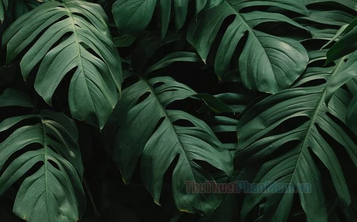 Khám Phá Sự Nổi Bật Của Màu Xanh Lá Trong Cuộc Sống