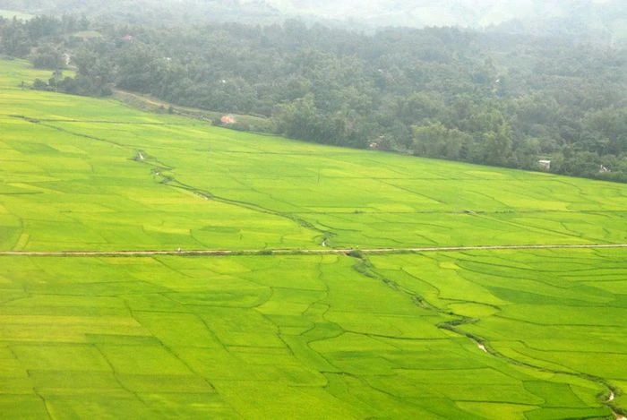 Bức tranh tuyệt vời về vẻ đẹp của cánh đồng lúa - Tổng hợp những hình ảnh đẹp nhất về cánh đồng lúa