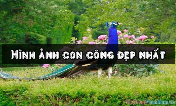 Hình ảnh con công rực rỡ trong thế giới tự nhiên