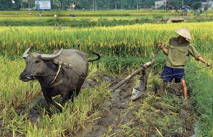 Bức tranh tuyệt vời về vẻ đẹp của cánh đồng lúa - Tổng hợp những hình ảnh đẹp nhất về cánh đồng lúa