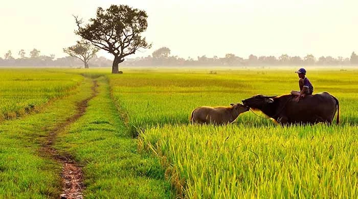 Bức tranh tuyệt vời về vẻ đẹp của cánh đồng lúa - Tổng hợp những hình ảnh đẹp nhất về cánh đồng lúa