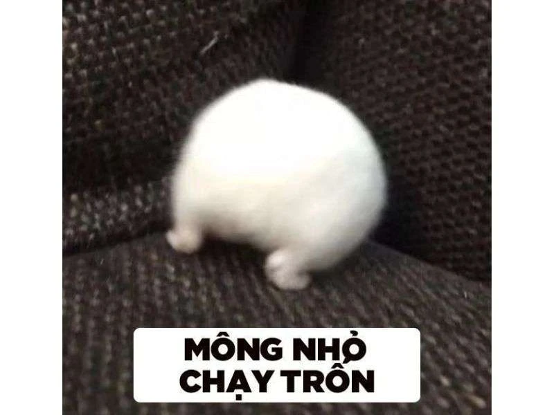 Tổng hợp 25+ ảnh Meme hamster cực hài hước