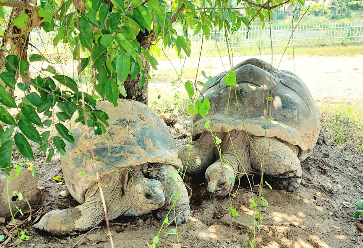 Vườn thú Mỹ Quỳnh - Mỹ Quỳnh Safari điểm đến hấp dẫn ở Long An