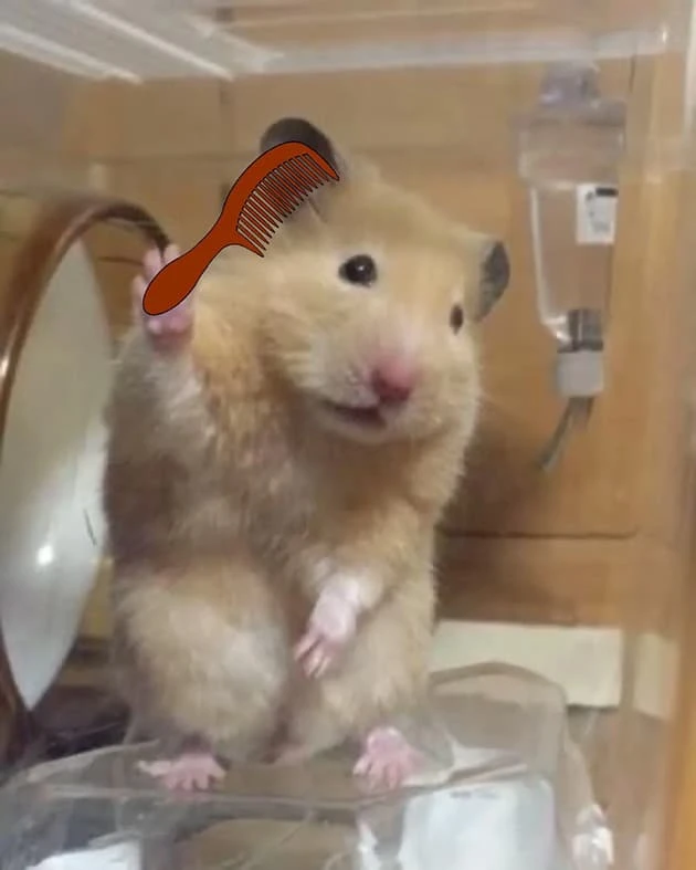 Bộ Sưu Tập 30+ Ảnh Meme Chuột Hamster Cute Hài Hước