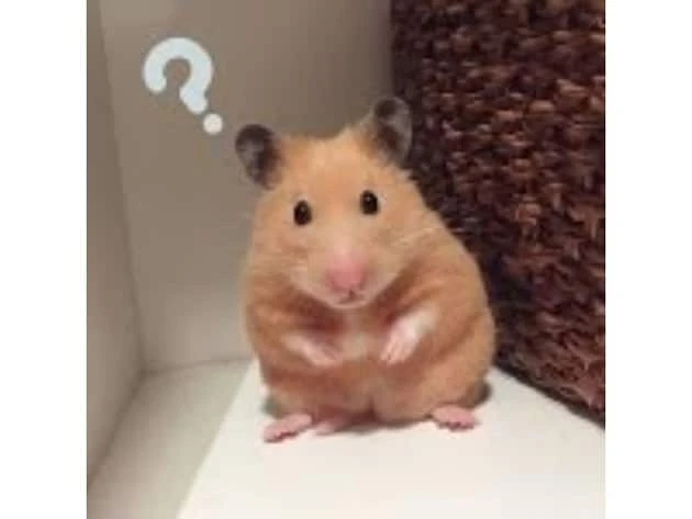 Bộ Sưu Tập 30+ Ảnh Meme Chuột Hamster Cute Hài Hước