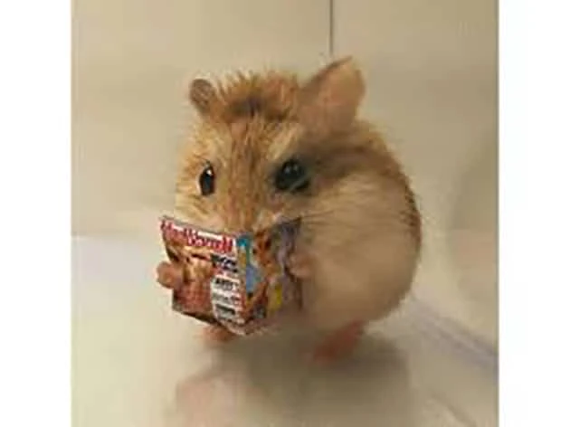 Bộ Sưu Tập 30+ Ảnh Meme Chuột Hamster Cute Hài Hước