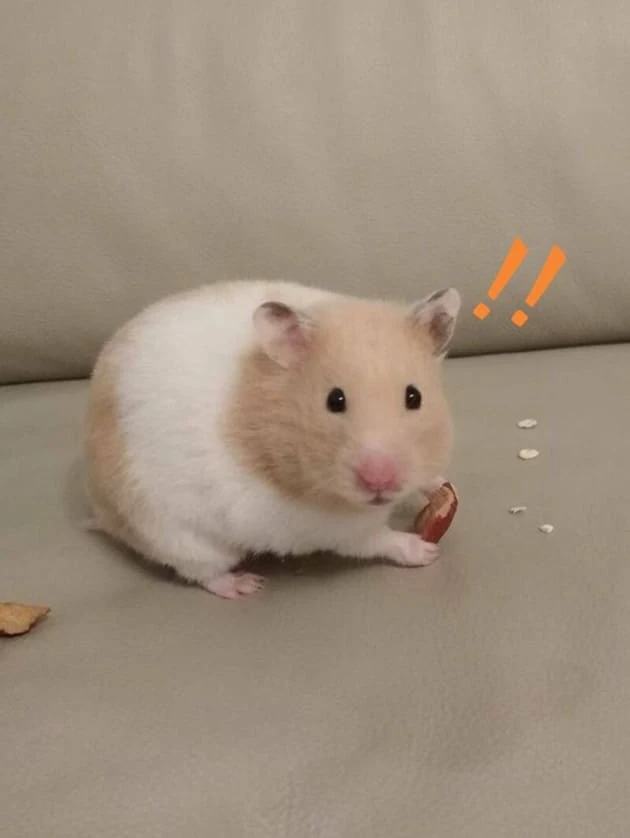 Bộ Sưu Tập 30+ Ảnh Meme Chuột Hamster Cute Hài Hước