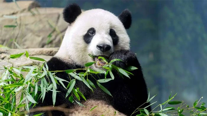 1000+ Panda & ảnh gấu trúc miễn phí